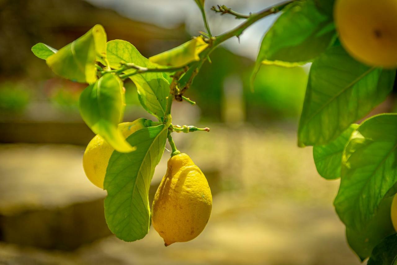 Casa Al Bosco Guest House Sant'Ellero Ngoại thất bức ảnh